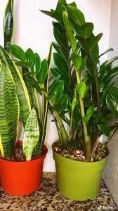 Snake Plant Zz Plant Video Plants House Plants Corn Plant