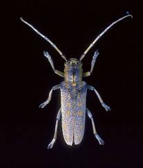 Image result for Otiophora scabra