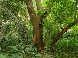 Image result for Millettia