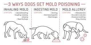 Image result for mold in the ear dog