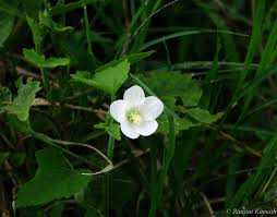 Image result for Hibiscus lobatus