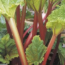 Check spelling or type a new query. Rhubarb Timperley Early Newlands Garden Centre