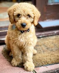 Check spelling or type a new query. Miniature Labradoodle 12 Uncomman Facts About Mini Labradoodle