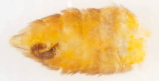 Image result for Stigmella roborella