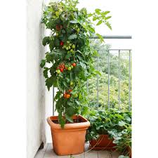 Fertilize the tomato plants beginning in early summer, when the first fruits begin to form. Awesome Tips For Growing Tomatoes In Buckets Sunny Home Gardens