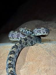Image result for Phaulopsis sangana