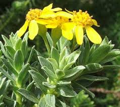 Image result for Euryops