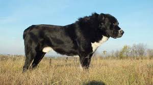 Pin By Gaetano Borg On Alabai Kangal Dog Large Dog Breeds Alabai Dog