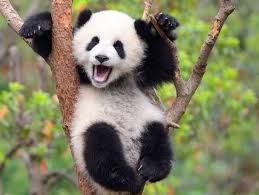 Https Ift Tt 2nik9th Via R Aww Https Ift Tt 2lgjn5t Panda Funny Giant Panda Panda Bear
