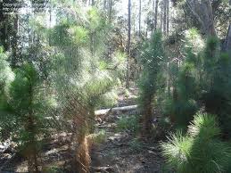 This particular spider is also commonly known as an golden orb weaver. Bug Pictures Golden Silk Spider Banana Spider Golden Silk Orbweaver Nephila Clavipes By Floridian