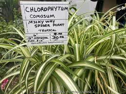 Image result for Chlorophytum comosum