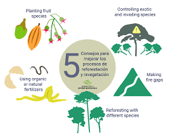 5 Tips To Improve Reforestation And Revegetation Processes Efficiency To  Face Climate Change - Arm