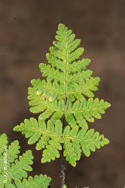 Image result for Cheilanthes similis