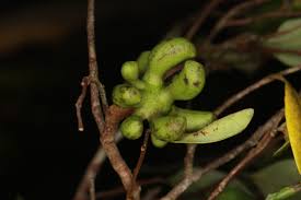 Image result for Xylopia wilwerthii