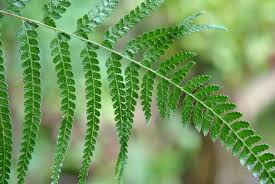 Image result for Microlepia