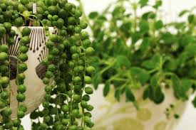 Feed with a slow release fertiliser in autumn or spring. String Of Pearls Plant Cuttings How To Propagate A String Of Pearls Plant