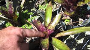 We did not find results for: Neoregelia Bromeliad Bloom Cycle Explained Youtube