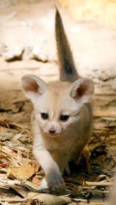 Fennec Fox New Born Cute Animals Cute Baby Animals Baby Animals