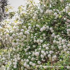 There are some spectacular standouts we can enjoy, including climbing. White Flowering Shrubs 20 Of The Best Varieties For Your Garden Gardening From House To Home