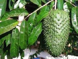 Cara Mengolah Daun Sirsak Untuk Obat Berbagai Penyakit Tanaman Taman Buah Kesehatan