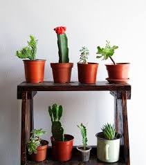 It is adapted to grow in hot. 4 Health Benefits Of Having Succulents Cacti In Your Home Concrete Unicorn