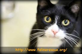 In your view, it's wrong to kill a cat humanely (as we say, rather oddly) if no one wants to have it as a pet. Feline Rescue Inc Cat Adoption Cats Feline