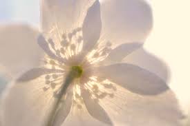 para todas as mamaes queridas ensinaras a voar mas nao voarao o teu voo ensinaras a sonhar mas nao sonharao o teu sonho ensi nature flowers aesthetic