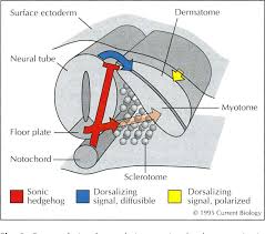 Check spelling or type a new query. Somite Differentiation Sonic Signals Somites Semantic Scholar