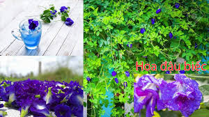 Hoa đậu biếc có vị như thế nào? Hoa Ä'áº­u Biáº¿c Ä'á»'i Vá»›i NgÆ°á»i Dan Chinh La Cay Cáº£nh Cá»±c Gia Trá»‹ Va Xinh Ä'áº¹p