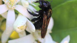 The abdomen of these fascinating insects is orange which you can see when they open their wings to. Socal S Flying Teddy Bears Socal Wild