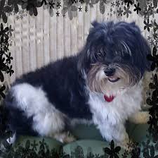Yorkie puppies for sale in queens, ny. Palm Bay Fl Havanese Meet Bella Lee A Pet For Adoption