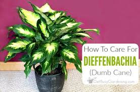 Dumb Cane Dieffenbachia Care Is Easy When You Know How Get Tons Of Information About This Beautiful Tropical L Plant Care Houseplant Plant Care House Plants