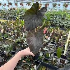 Image result for Eschenbachia gouanii