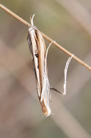 Image result for Euclasta