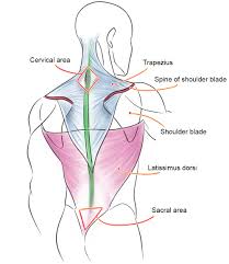 Third, the muscles of the torso do not move just the torso (vertebral column and rib cage) but also the shoulder girdle, which includes the scapula. Muscles Of The Human Body Art Rocket