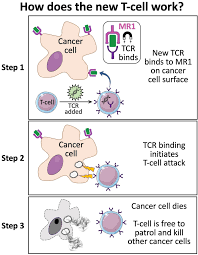 You can effortlessly open up in front of them, so when you'll be trying to get them back, they won't mind giving you a second chance after hearing what you. Discovery Of New T Cell Raises Prospect Of Universal Cancer Therapy Scienmag Latest Science And Health News