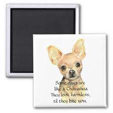 My ears are too beeg for my head. Chihuahua Dog Quotes Quotesgram
