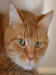 Almost Home Animal Shelter Quinnesec Mi Cats Animal Shelter Animals Cats