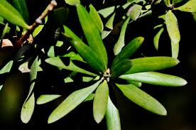 Image result for Solenangis conica