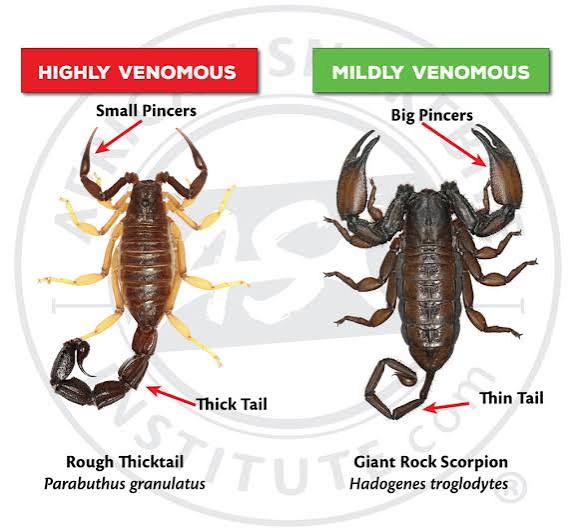 How to identify a potentially dangerous scorpion - African Snakebite  Institute