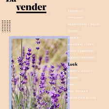 Lavender flower meaning is well known for its pleasant scent and elegant appearance. The Meaning Behind Every Flower Decoded