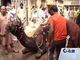 Camel qurbani c1 road gujranwala 2013. Camel Qurbani Video Dailymotion