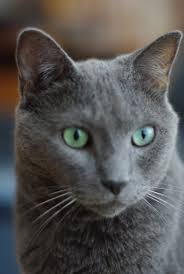 Russian Blus Cats Russianbluecats Catpictures Catbreeds Russian Blue Russian Blue Cat Cute Cats
