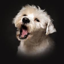 Wie Kann Ich Meinem Hund Das Bellen Abgewohnen Zooplus Magazin