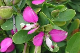 Image result for Polygala marensis