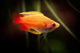 Image result for Turraea fischeri