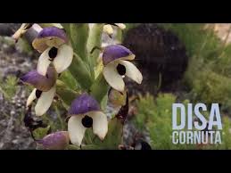 Image result for Disa cornuta