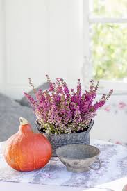 Herbstdekoration In Meinem Garten Mitte September Pomponetti In 2020 Herbst Dekoration Dekoration Weihnachtsgarten