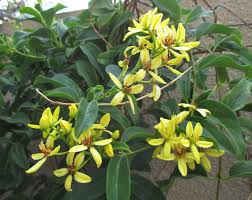 Image result for Tristellateia