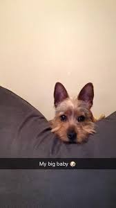 Mac Daddy's Hunting Adventures as a Yorkie